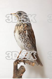 Fieldfare-Turdus pilaris 0003